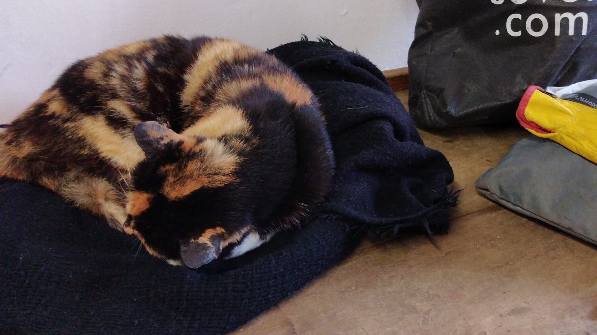 Lola the cat